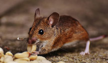 termite-control Experts in Mphs